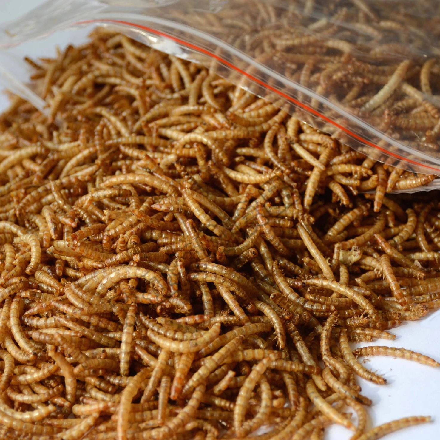 Highprotein Mealworms For Wild Bird,Chicken,Ducks,Fish,Reptile