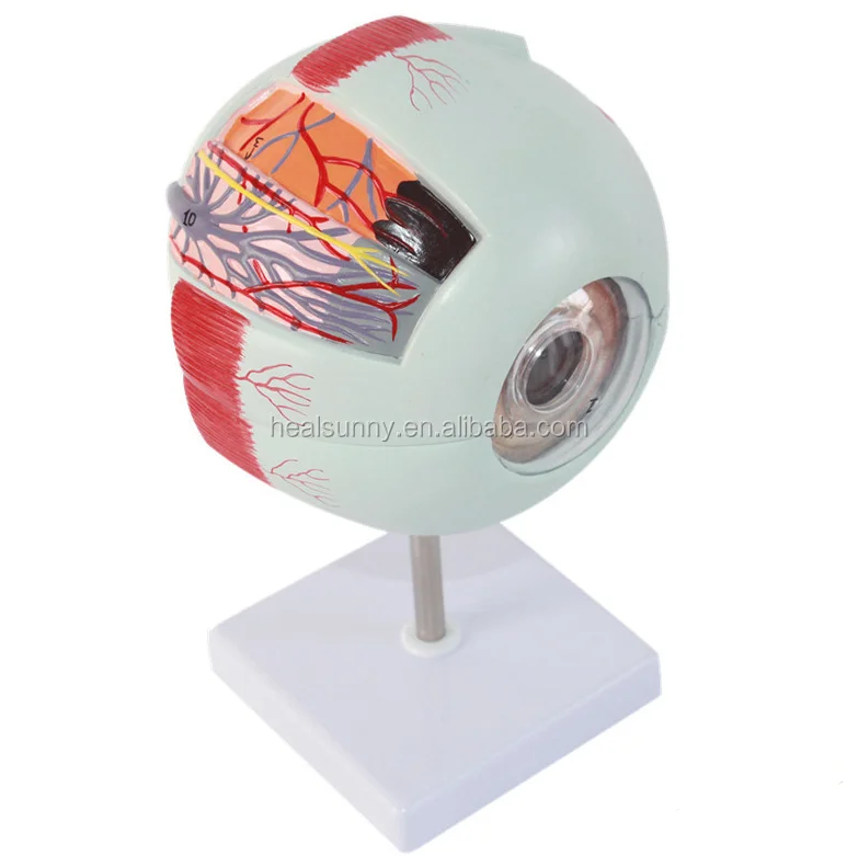 eye model1 (1).png