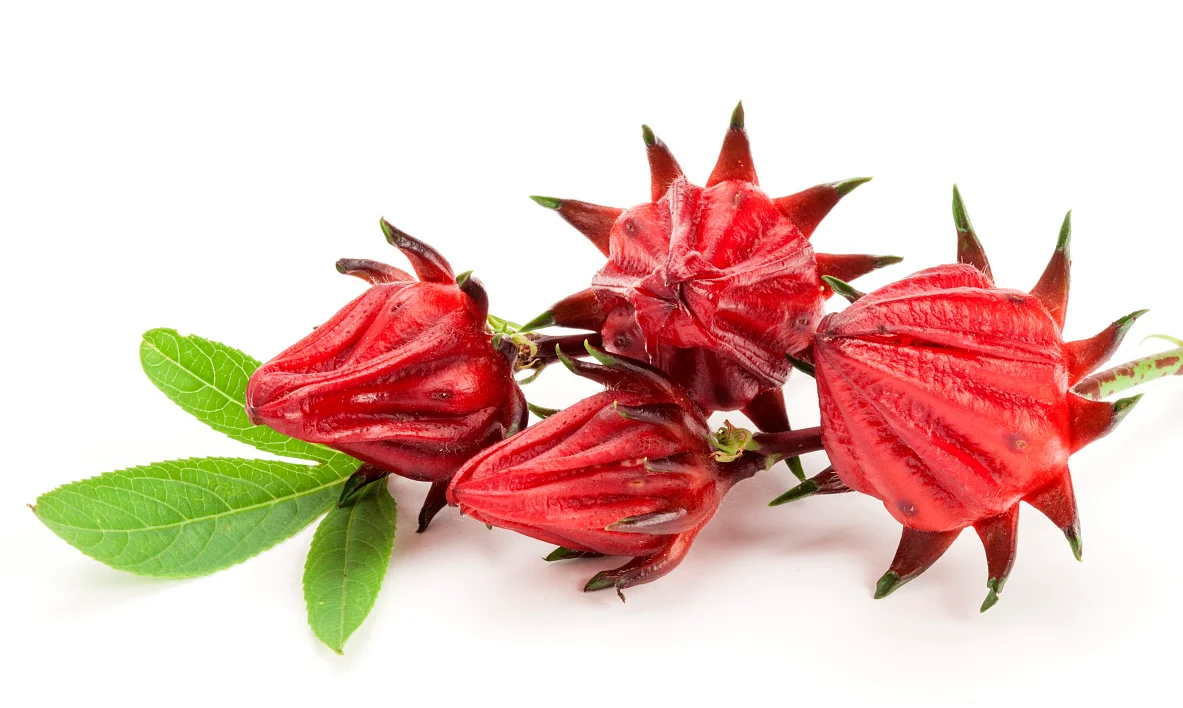 Dry Roselle Extract Powder Roselle Leaf Extract Roselle Hibiscus