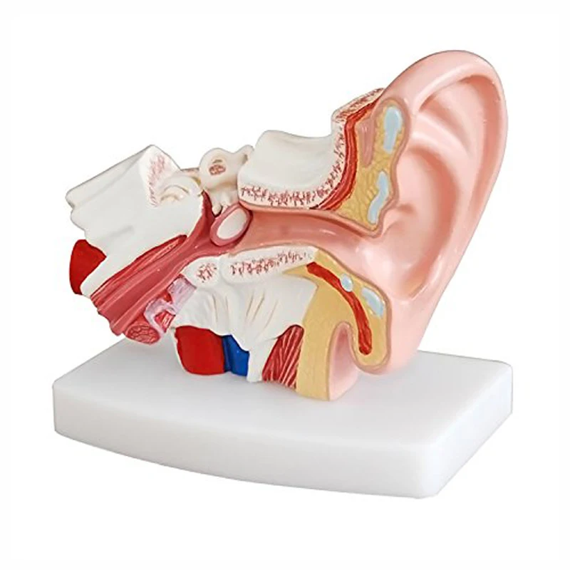 Medical Teaching Types c Anatomy 3D Desktop Inner Ear Model