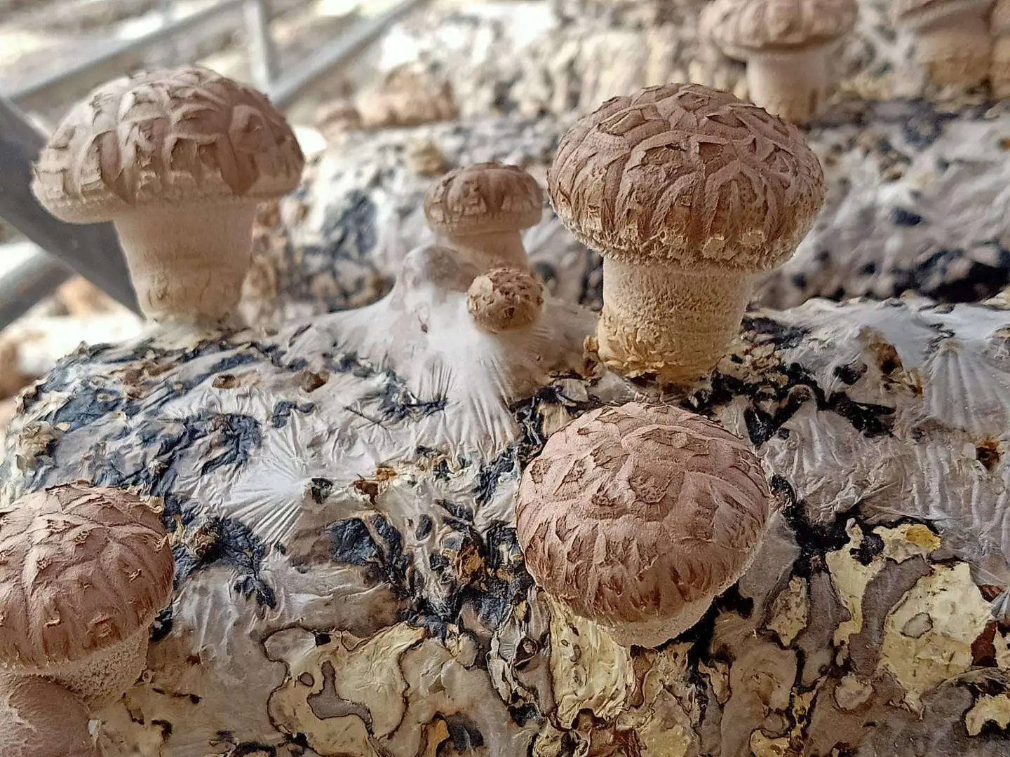 Factory Shiitake Mushroom Spawn Sticks Logs Supplier For Fresh Shiitake