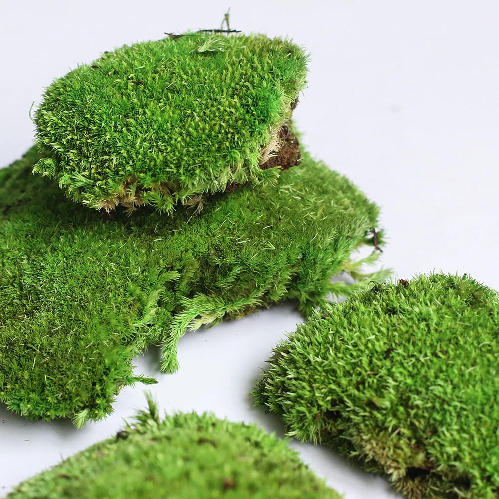 New Idea Eco-friendly Wholesale Stabilized Preserved Pole Moss For Home ...