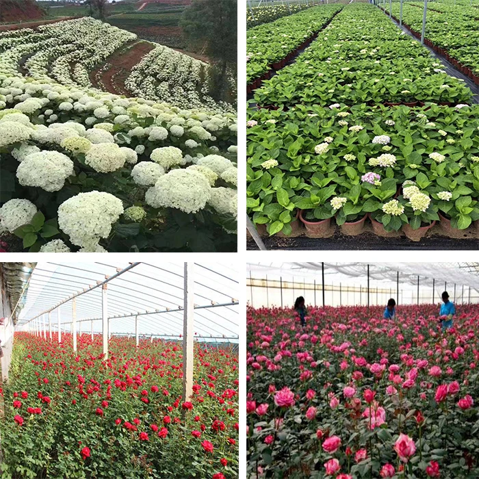 Home Office Decoration Dried Flowers Lagurus Ovatus Long Lasting