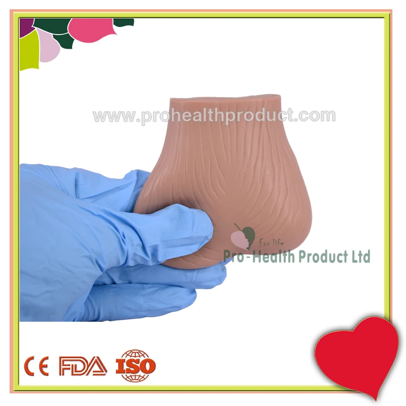 Normal & Pathological Testicular Examination Simulator Male Testicles