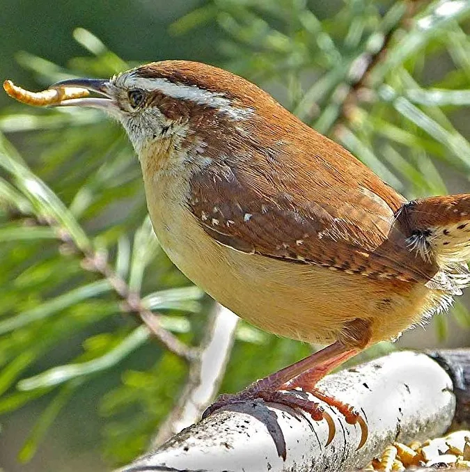 dried mealworms for bird1.JPG