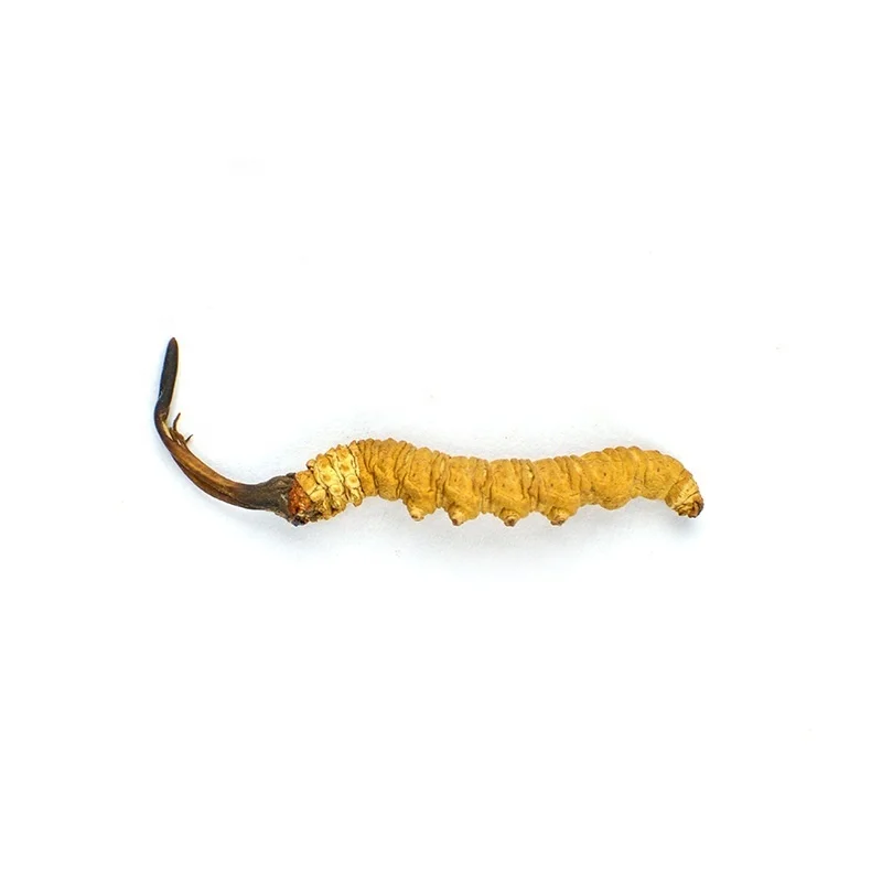 Organic Dried Cordyceps Sinensis Caterpillar Fungus Keeda Jadi Cordyceps Root Supplier Factory Wholesale Manufacture