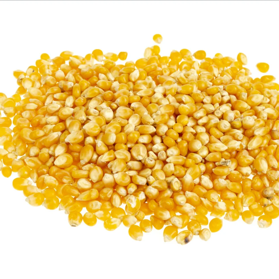 buy corn kernels in bulk