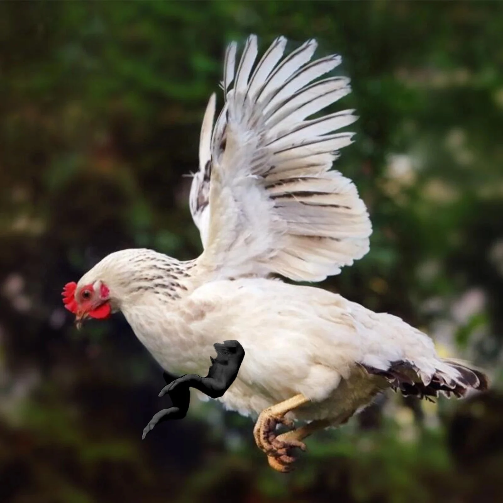 Chicken fly. Петух летает. Полет курицы. Курица летит. Курица с расправленными крыльями.