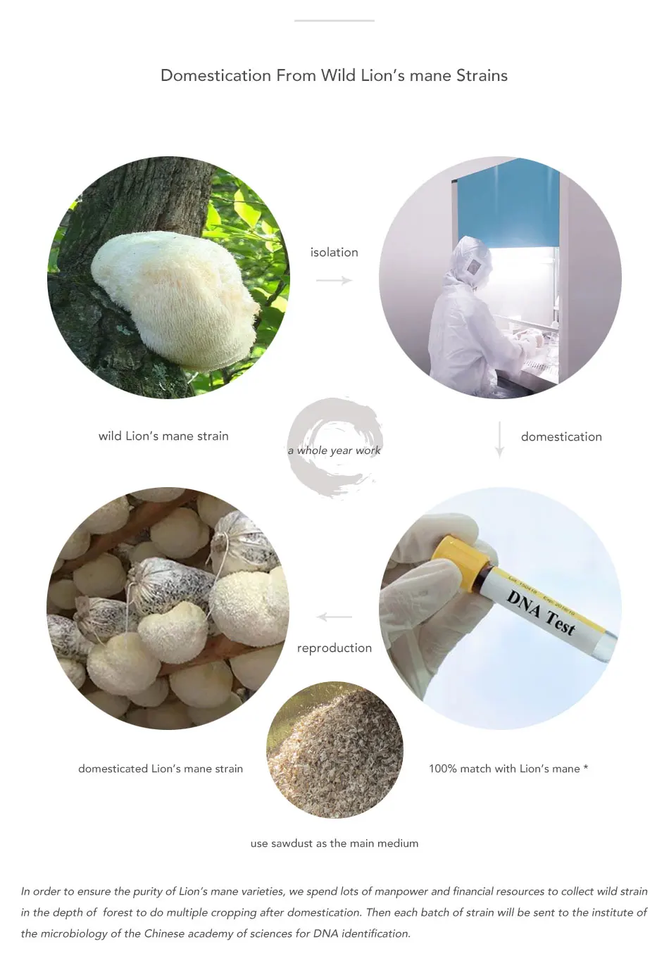 Qin Shan Tang Lions Mane Complex Powder Lions Mane Mushrooms Custom ...