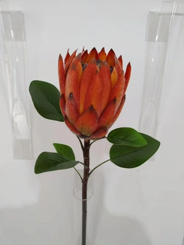 Protea (4).jpg