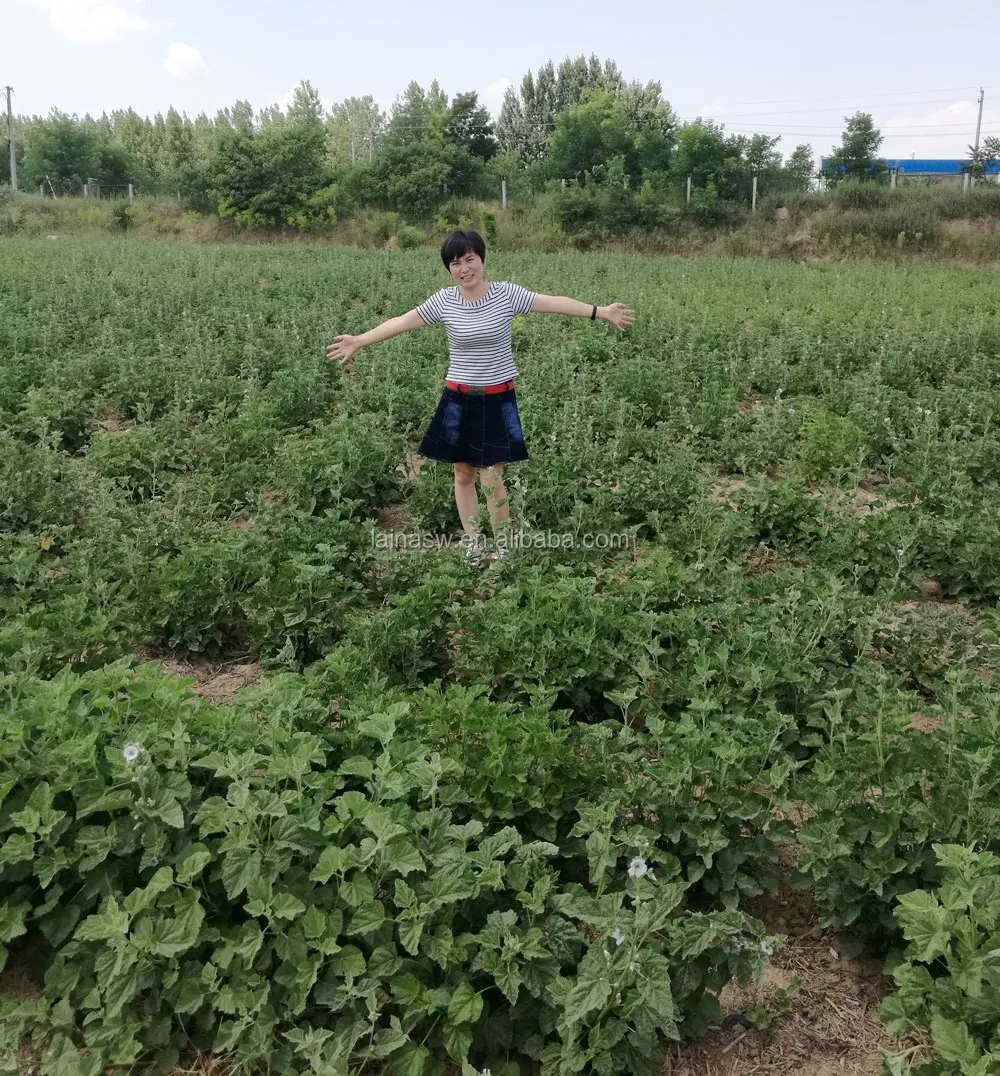 Lyna Herbal Cigarette Raw Material Marshmallow Leaf/marshmallow Cut