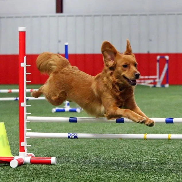 Agility Numbered Hurdle Adjustable jumping XLR training speed dog hurdles 