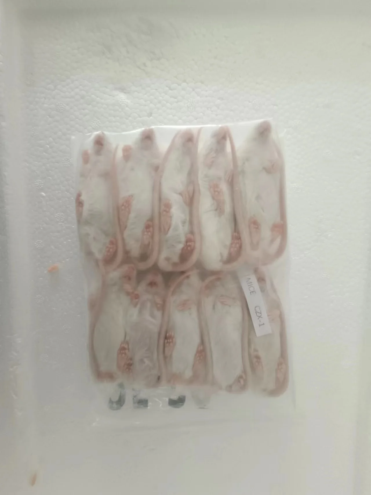 Frozen Mice Frozen Rats Frozen Mouse Mice Rats Mouse Rat Buy Frozen