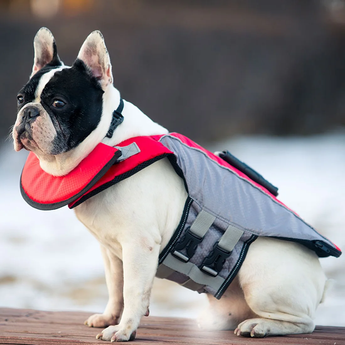 dog floatation harness