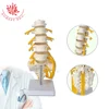 5 lumbar vertebrae nerve and right side sacral nerve and sciatic branch included spine anatomical model