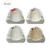 Producing Steps of Marilan Bridge Dental Model for Teeth Teaching