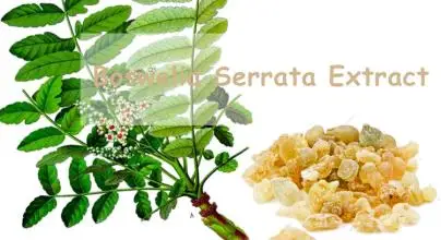 Boswellia Carterii