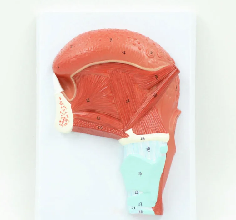 Human Tongue Muscle And Tongue Muscle Anatomical Model With Digital