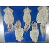 frozen squid string