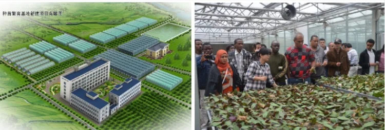 Comercial De Cultivo Hidropónico De Efecto Invernadero Con Vertical Nft