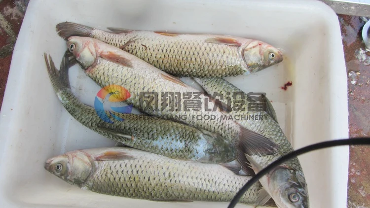 Fish Scale Removing.jpg