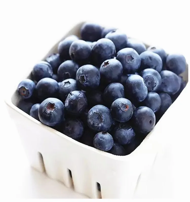 wild blueberry.jpg