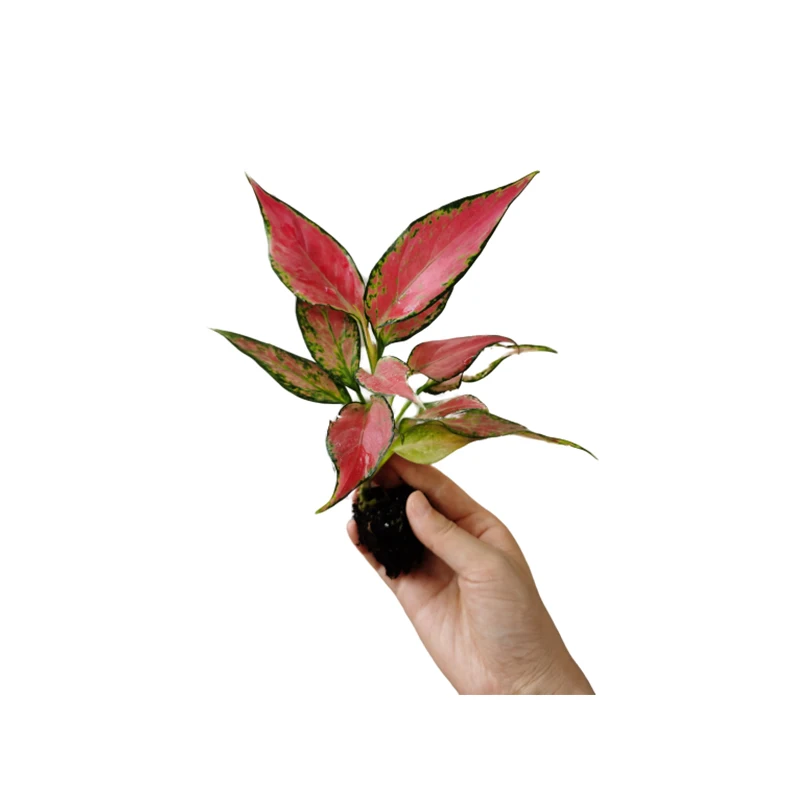 
Young plants Home Decoration Plant Natural aglaonema hongyan Geely Red Seedling 