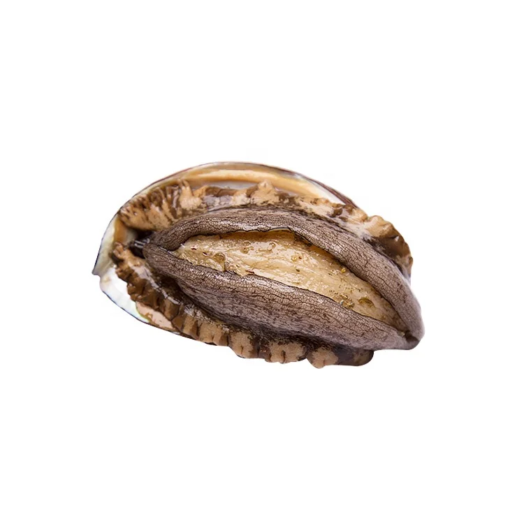 
Green abalone for sale chilean abalone with frozen abalone 