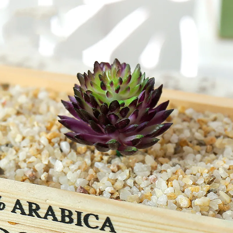 succulents live (13).jpg