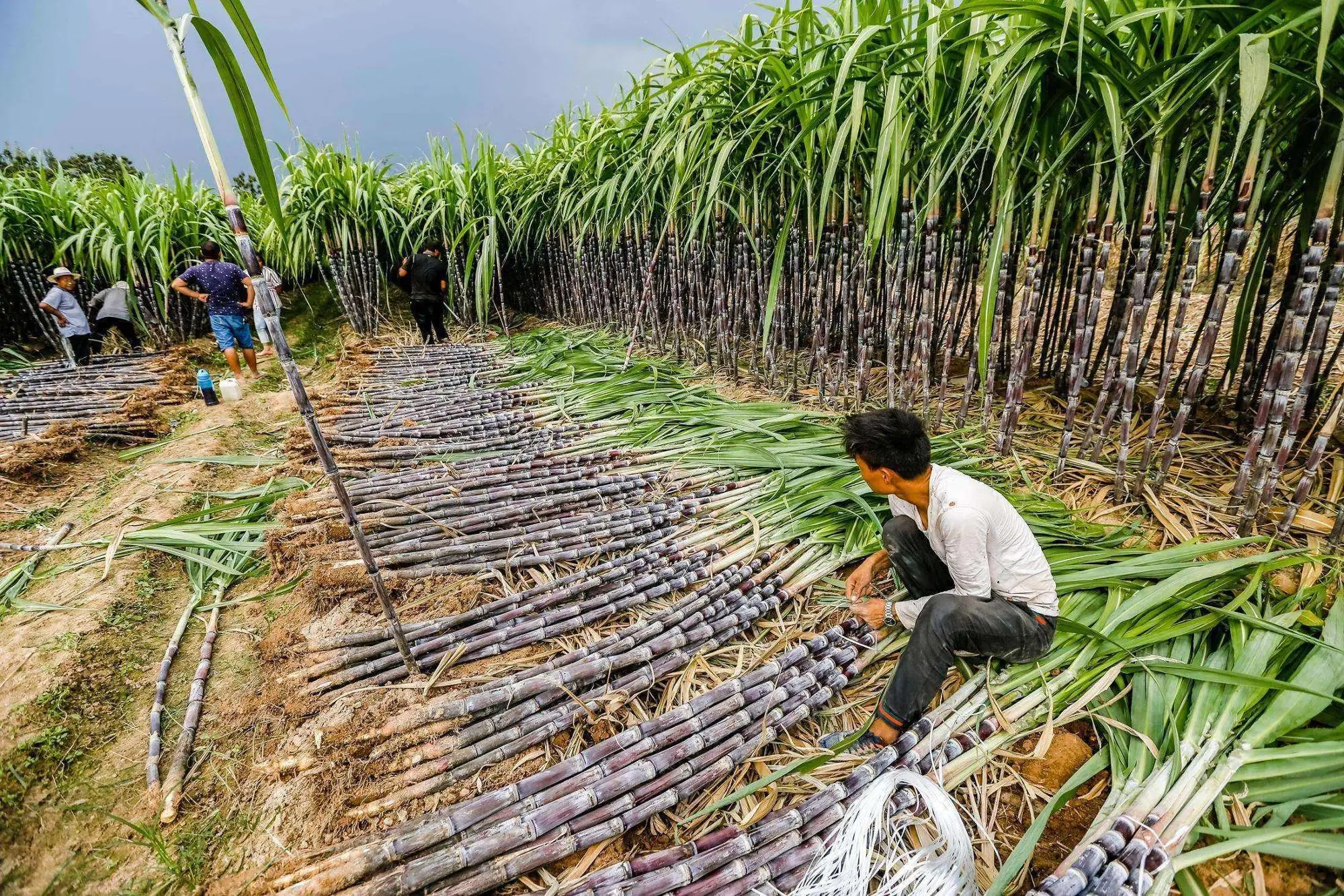 Сахарный тростник производство. Маврикий плантации сахарного тростника. Плантации сахарного тростника в Бразилии. Сахарный тростник в Бразилии. Куба сахарный тростник плантации.