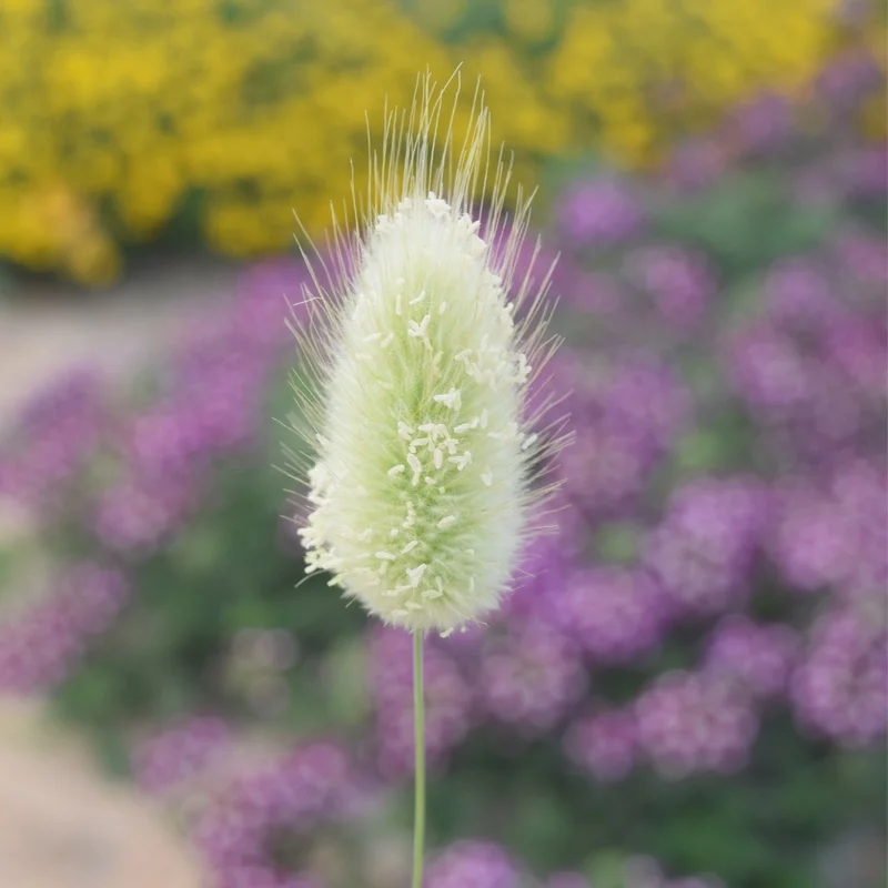 
Lagurus Ovatus high qualify flower seeds 