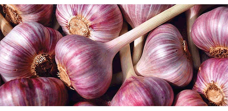  Poultry feed attractant artificial garlic flavor