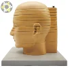 Human brain cross-cutting part brain model cross-section horizontal cutting model Brain section model