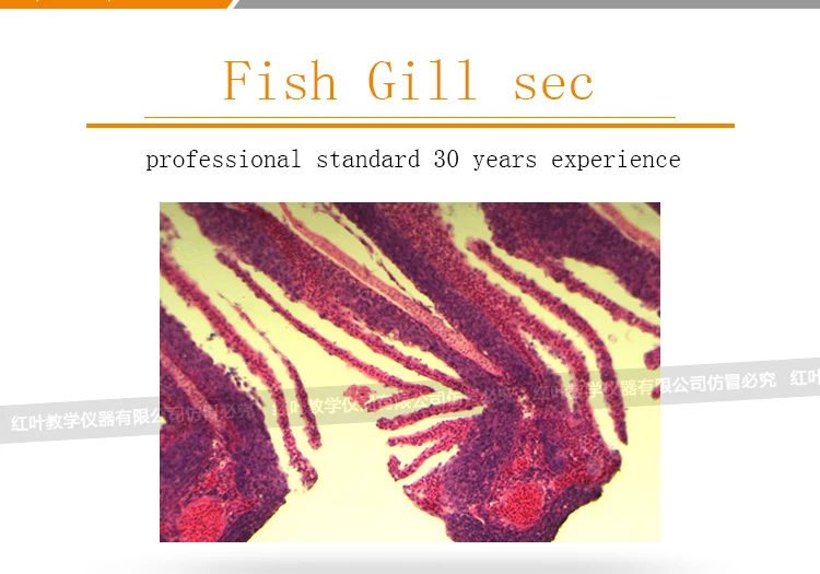 医学实验室准备的显微镜动物组织学幻灯片设置鱼鳃秒
