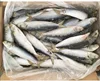 /product-detail/new-catching-frozen-sardine-fish-good-quality-for-market-sale-62267040536.html