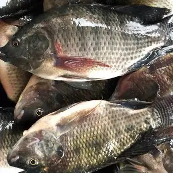 High Quality Frozen Tilapia Gutted Scaled Iqf Ivp Iwp High Grade ...