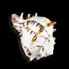 Wholesale Bali Sea Shell Natural Crafts Rare Large Size special shape Conch Shell