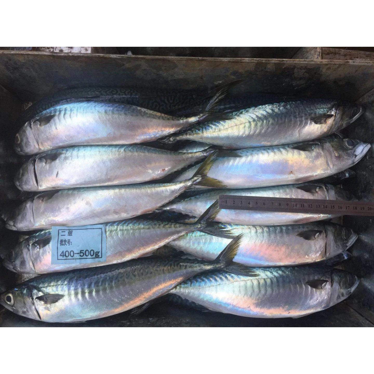 Food Philippines Mackerel Fish Buy Mackerel,Food Philippines Mackerel