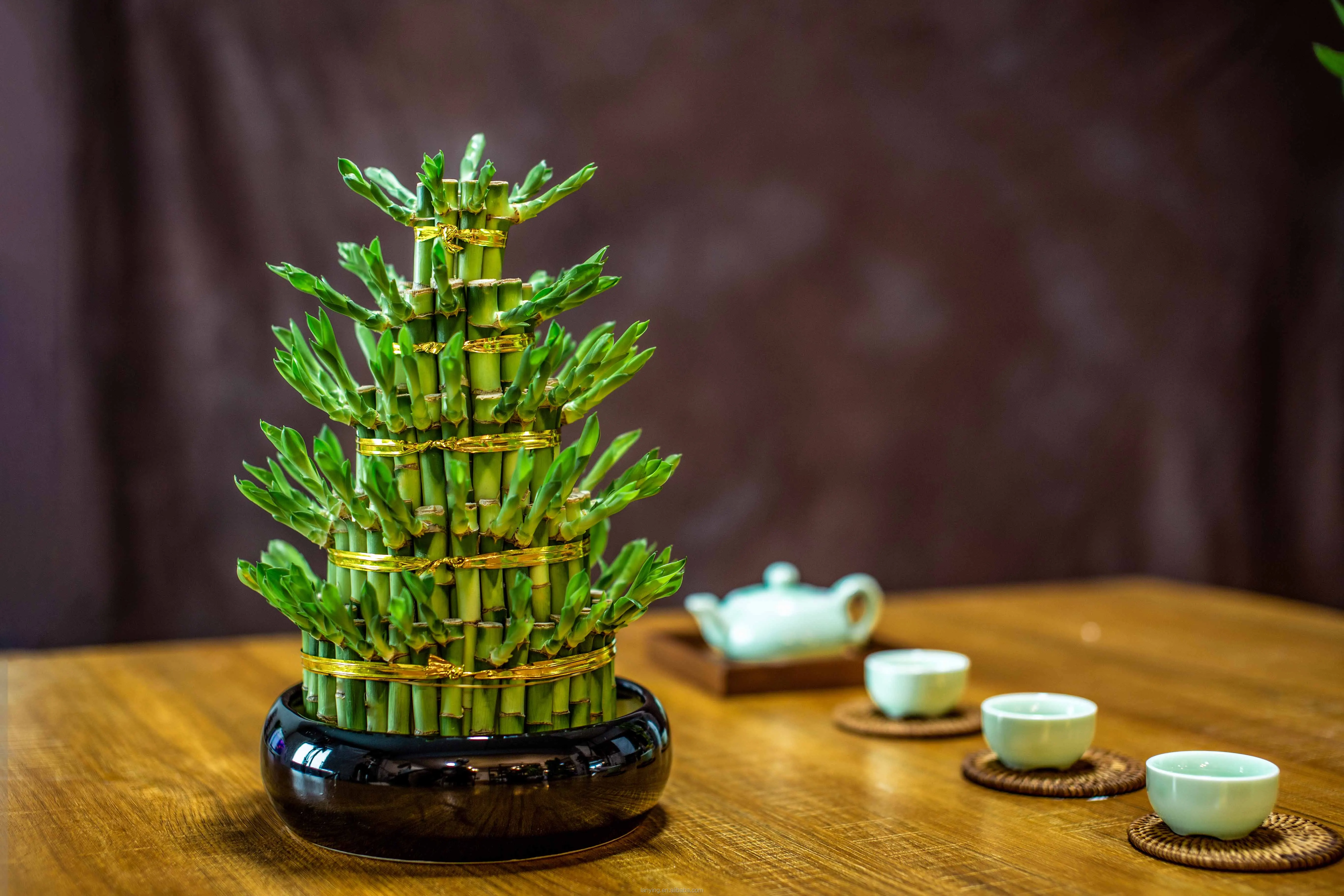 lotus bamboo lucky bamboo plant dracaena sanderiana