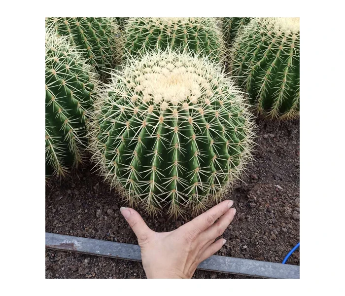 
Hot sale Home decoration golden ball cactus home garden decoration bonsai Mammillaria hahnianacactus 7-8cm 