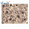 School Teaching Study Urinary system histology prepared slides