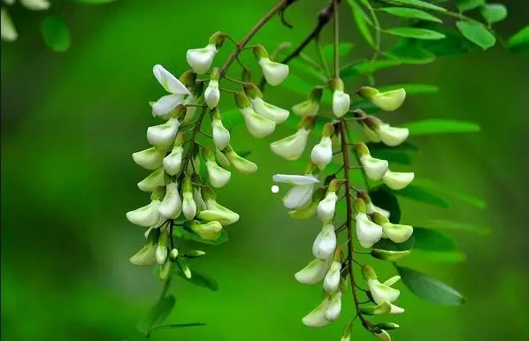 buy hot sale 98 purity cheap quercetin in china on alibaba.com