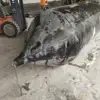 Safe mobile ship launching and landing custom multi - layer rubber air bags