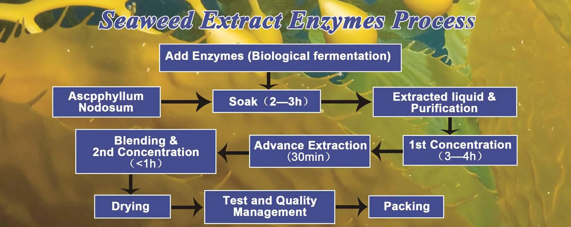 seaweed extract 2.jpg