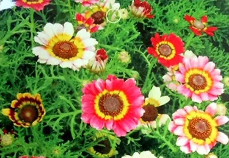 a018_1.jpg