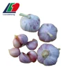 New Crop 0.5 KG Chinese Fresh Normal White Garlic, 1KG Garlic Fresh