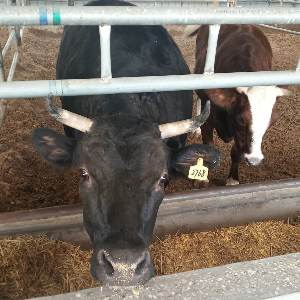 100 head per day modern cow abattoir plant cattle slaughterhouse ...