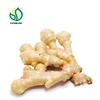 Fresh Ginger Root, Laiwu Ginger Crop