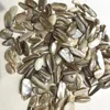 Wholesale 9-12mm natural rare melon seeds shells energy crystal tumbled stone for fengshui decoration