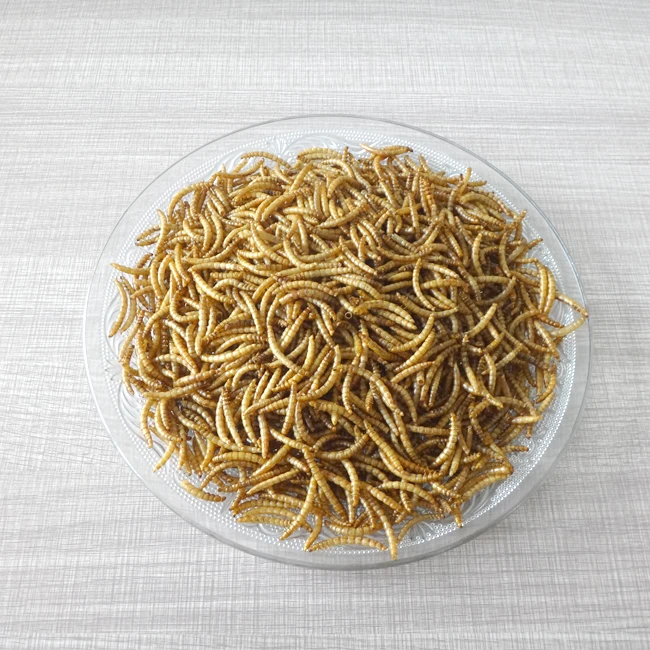 High Protein Dried Mealworm In Bulk For Wild Bird 5 Kg Buy Mealworms
